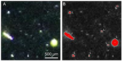 Aggregate Formation During the Viral Lysis of a Marine Diatom